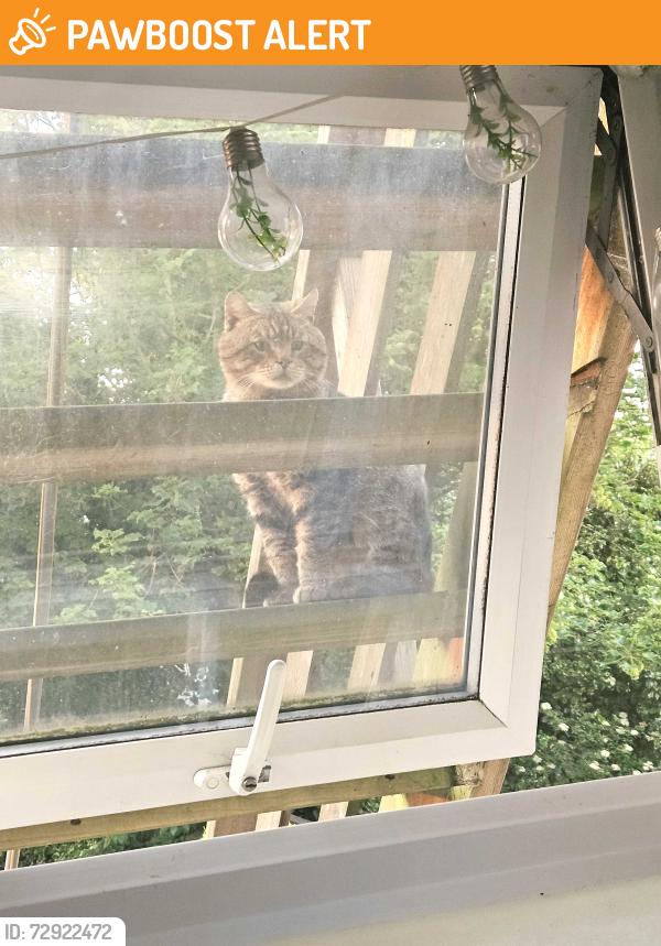 Found/Stray Unknown Cat last seen My garden 85 maldon road between mecca bingo and maldon road, possibly roaming the street/area, Southend-on-Sea, England SS2