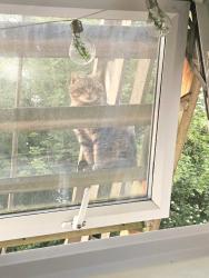 Found/Stray Unknown Cat last seen My garden 85 maldon road between mecca bingo and maldon road, possibly roaming the street/area, Southend-on-Sea, England SS2