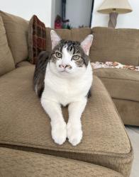 Lost Female Cat last seen 19th St and Glendale Ave, Phoenix, AZ 85016