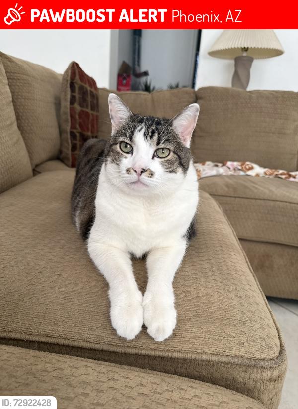 Lost Female Cat last seen 19th St and Glendale Ave, Phoenix, AZ 85016