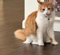 Reunited Male Cat last seen McCullough and harr, Fort Carson, CO 80902