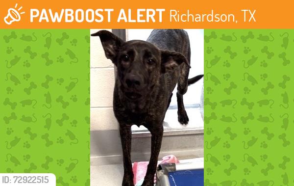 Found/Stray Female Dog last seen Near Aspen Street, Richardson, TX 75082