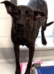 Found/Stray Female Dog last seen Near Aspen Street, Richardson, TX 75082