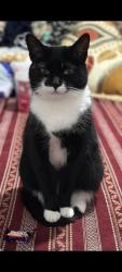 Reunited Female Cat last seen Dod Street, e14 7eb. In our hse, Greater London, England E14 7EB