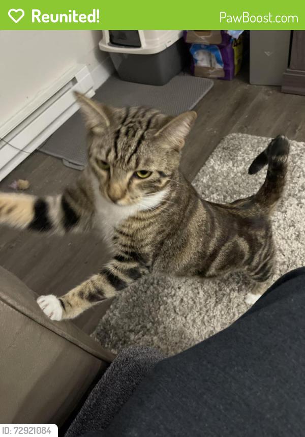 Reunited Male Cat last seen escaped off our back patio may be near the fairwood plaza, Renton, WA 98058