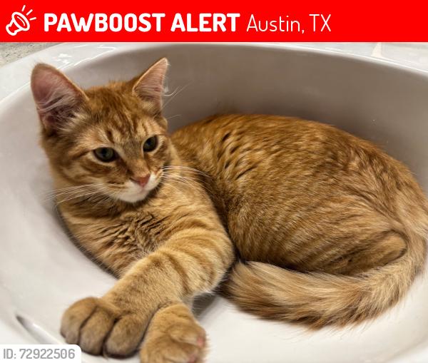 Lost Male Cat last seen Near and Anderson Mill , Austin, TX 78726