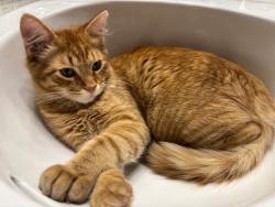 Lost Male Cat last seen Near and Anderson Mill , Austin, TX 78726