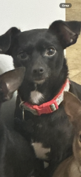 Lost Female Dog last seen Near Brenford Crest Dr , Riverview, FL 33579