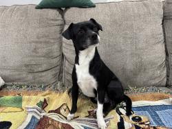 Lost Female Dog last seen S. Sierra Vista Ave , Fresno, CA 93702