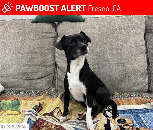 Lost Female Dog last seen S. Sierra Vista Ave , Fresno, CA 93702