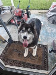 Found/Stray Female Dog last seen Southpoint Drive, Livingston Parish, LA 70726