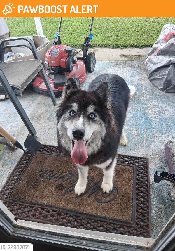 Found/Stray Female Dog last seen Southpoint Drive, Livingston Parish, LA 70726