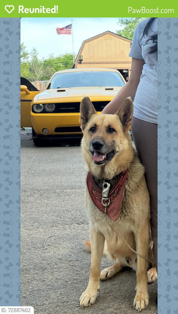Reunited Male Dog last seen florence road, lake farm road, nissan drive, Smyrna, TN 37167