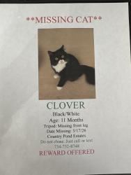 Lost Female Cat last seen Savage and martinsville, Belleville, MI 48111