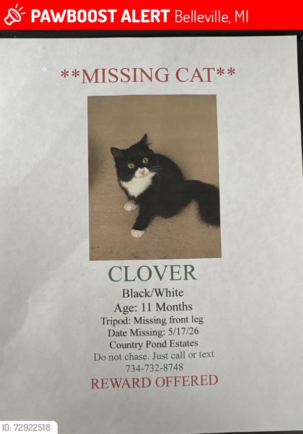 Lost Female Cat last seen Savage and martinsville, Belleville, MI 48111