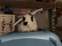 Lost Female Rabbit last seen Old king supers, Centennial, CO 80111