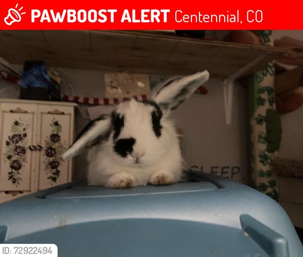 Lost Female Rabbit last seen Old king supers, Centennial, CO 80111