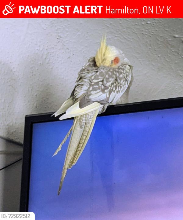 Lost Unknown Bird last seen Upper Gage near Pemberton , Hamilton, ON L8V 4K3