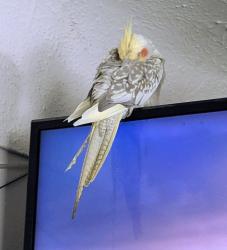 Lost Unknown Bird last seen Upper Gage near Pemberton , Hamilton, ON L8V 4K3