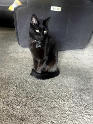 Lost Male Cat last seen 71st and Sheridan, Tulsa, OK 74133