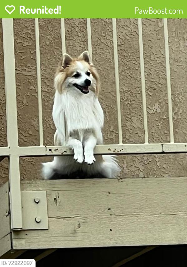 Reunited Male Dog last seen Carmel Dr , Colorado Springs, CO 80910