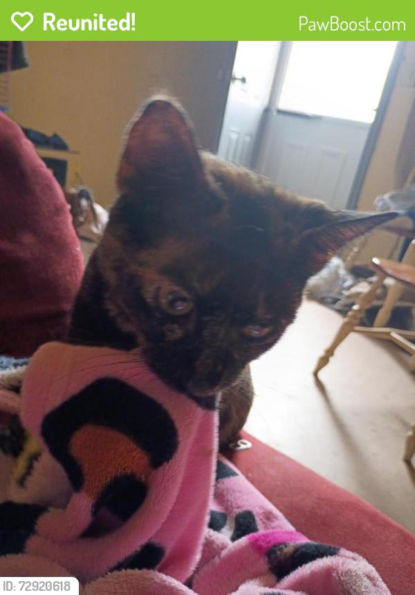 Reunited Female Cat last seen Eastside Inner Athens , Athens, GA 30601