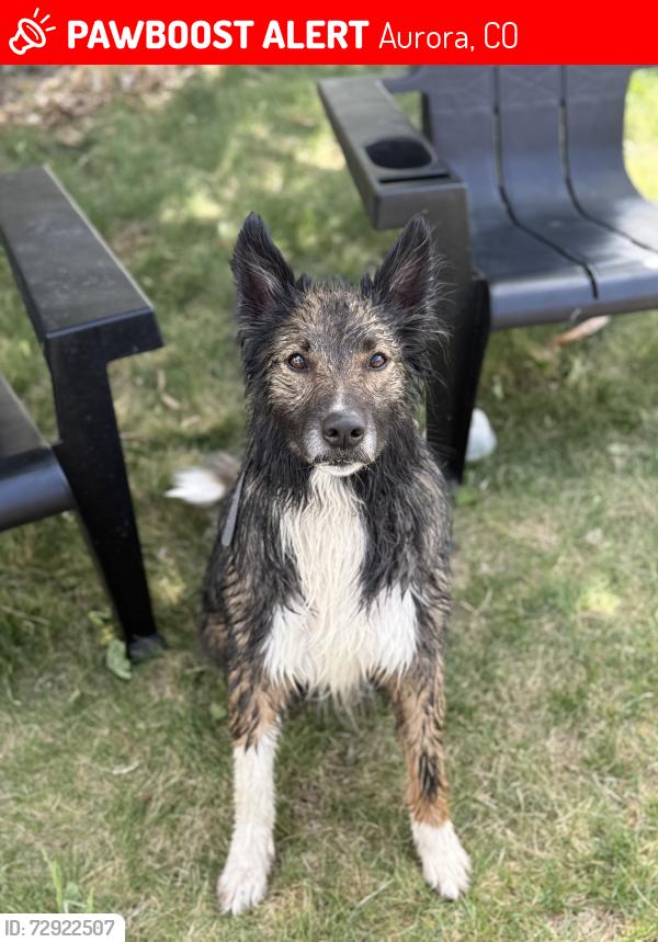 Lost Male Dog last seen Ohio and Peoria, Aurora, CO 80012