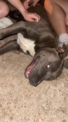 Found/Stray Female Dog last seen Juniper Ave , Midwest City, OK 73130