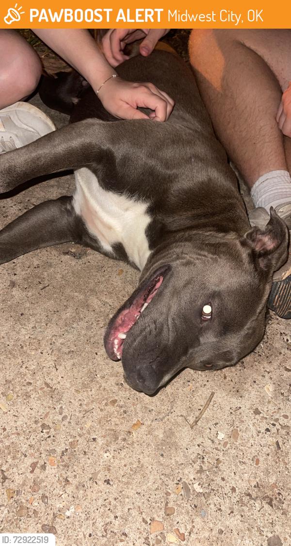Found/Stray Female Dog last seen Juniper Ave , Midwest City, OK 73130