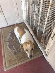 Reunited Male Dog last seen Normandie and 109th pl, Los Angeles, CA 90044