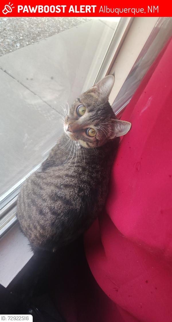 Lost Male Cat last seen Near ervien lane sw , Albuquerque, NM 87121