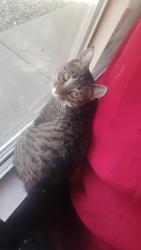 Lost Male Cat last seen Near ervien lane sw , Albuquerque, NM 87121