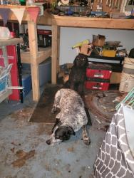 Found/Stray Unknown Dog last seen Palomino and Ruidoso, Saginaw, TX 76179
