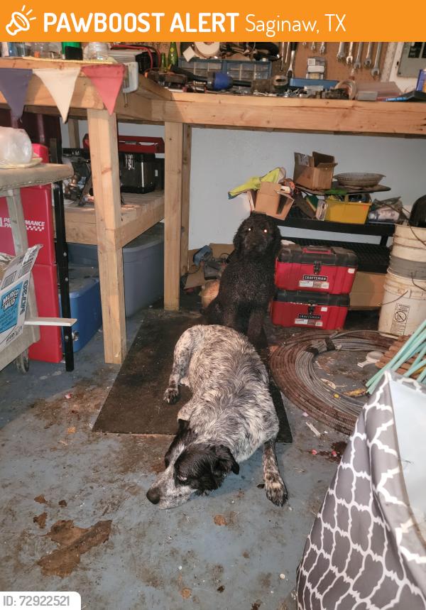 Found/Stray Unknown Dog last seen Palomino and Ruidoso, Saginaw, TX 76179
