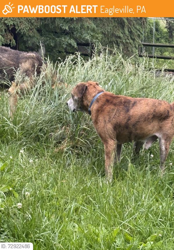 Found/Stray Unknown Dog last seen Potshop rd, Berks rd Worcester , Eagleville, PA 19403