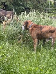 Found/Stray Unknown Dog last seen Potshop rd, Berks rd Worcester , Eagleville, PA 19403