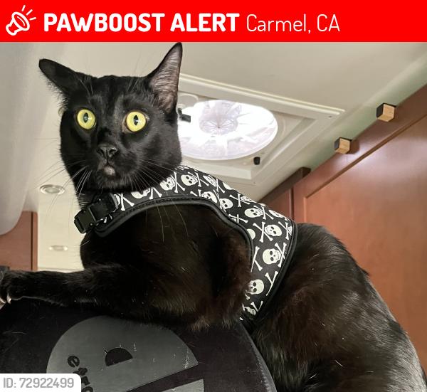 Lost Male Cat last seen Hiking Trail above Saddle Mountain RV Park, near wedding gazebo., Carmel, CA 93923