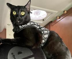 Lost Male Cat last seen Hiking Trail above Saddle Mountain RV Park, near wedding gazebo., Carmel, CA 93923