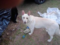 Reunited Male Dog last seen Heinkie rd, Mabelvale, AR 72103