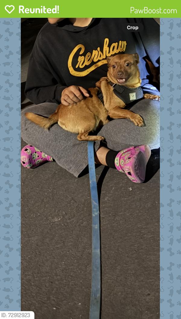Reunited Female Dog last seen Foothill Boulevard Hayward, CA, Hayward, CA 94541