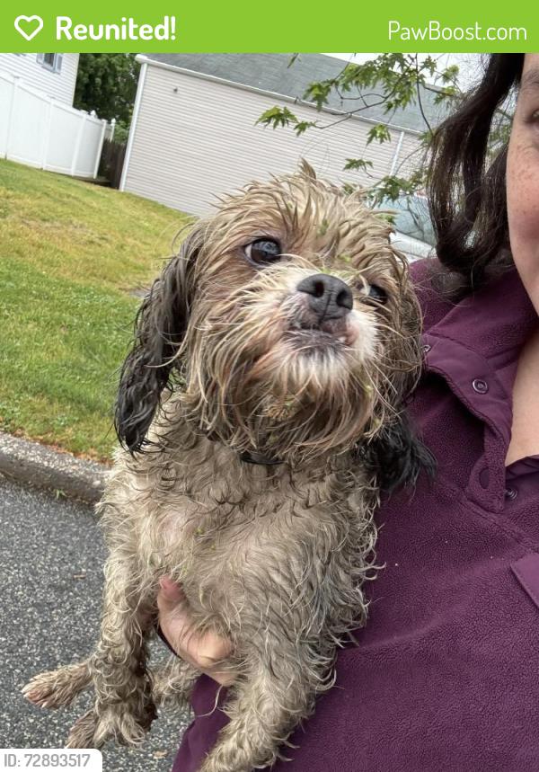 Reunited Male Dog last seen Amboy Ave , Woodbridge Township, NJ 07095