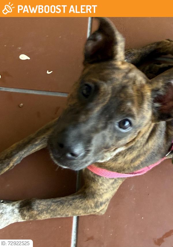 Found/Stray Female Dog last seen Boston drive and Boston Court, Palm Beach County, FL 33462