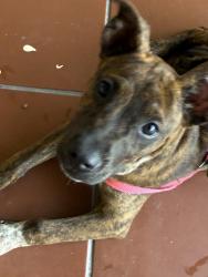 Found/Stray Female Dog last seen Boston drive and Boston Court, Palm Beach County, FL 33462