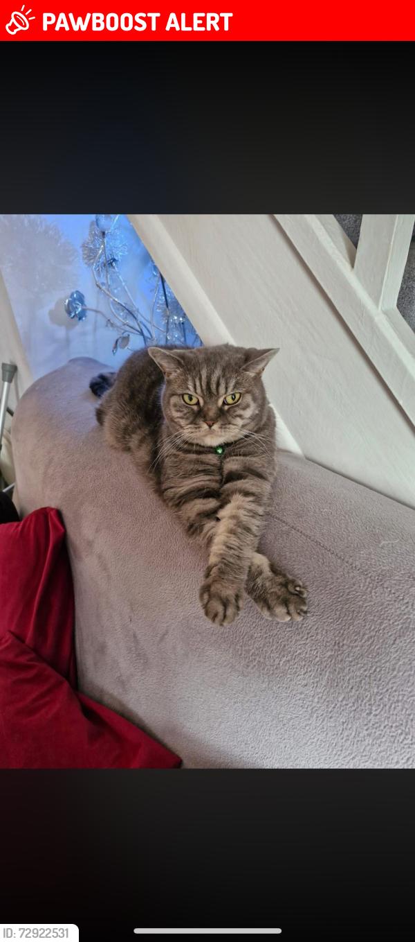 Lost Female Cat last seen Aldi, Cheadle, England ST10