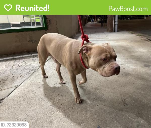 Reunited Male Dog last seen Fredonia/Kentucky, Los Angeles, CA 90068