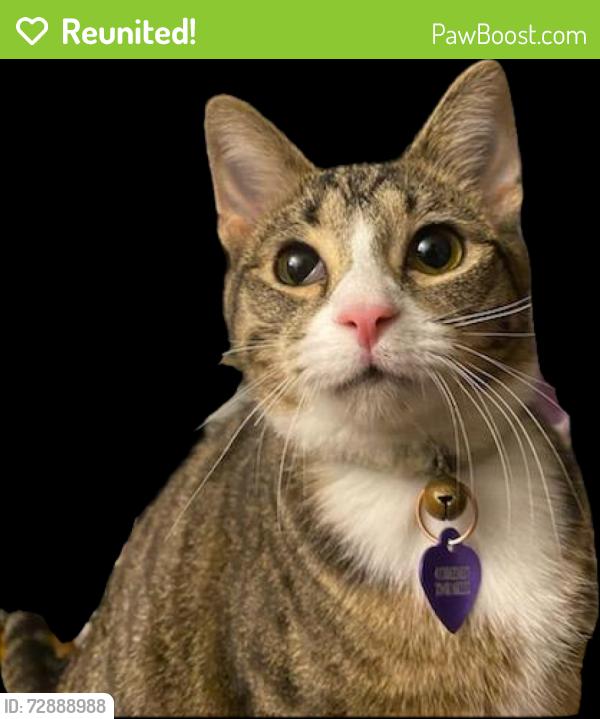 Reunited Female Cat last seen South vireo and McCoy rd, McKees Rocks, PA 15136
