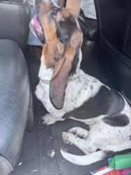Reunited Female Dog last seen Blue ridge trail and Longhorn Rd. Saginaw 76179, Saginaw, TX 76179