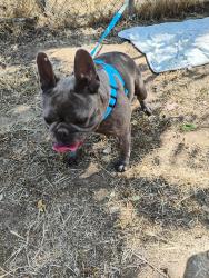 Found/Stray Female Dog last seen Ironwood 215 interstate, Menifee, CA 92586