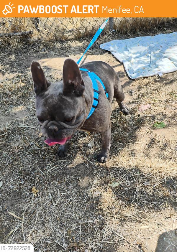 Found/Stray Female Dog last seen Ironwood 215 interstate, Menifee, CA 92586