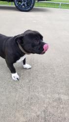 Found/Stray Male Dog last seen Hwy 59 South at Finnegan Dodge, Rosenberg, TX 77471